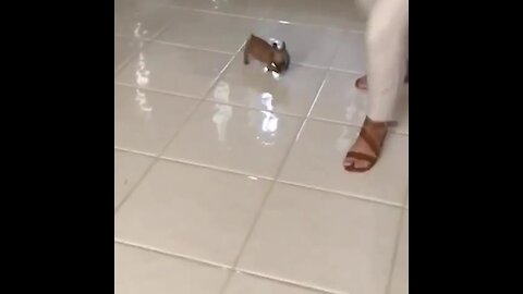 Tinny Little Puppy Chases Owner Around The House