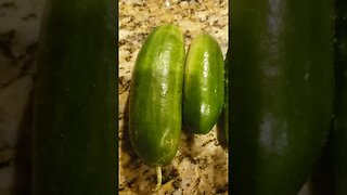 Cucumber disaster to success!