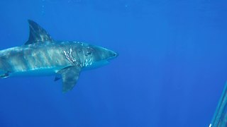 Curious Shark Bites On Metal Cage To Check What It’s Made Of