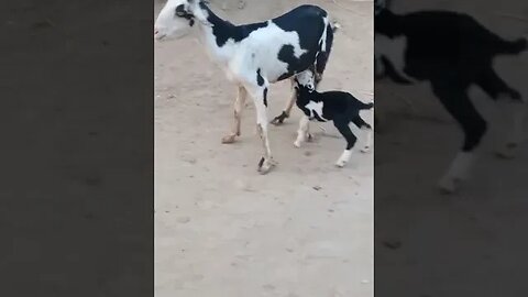 gulbi teddy bakri with kid #subhanallah #mashallah #bakri #animals #viral #trending #shot #youtubers