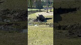 Rhino rolling in mud - adorable , Jacksonville Zoo Florida