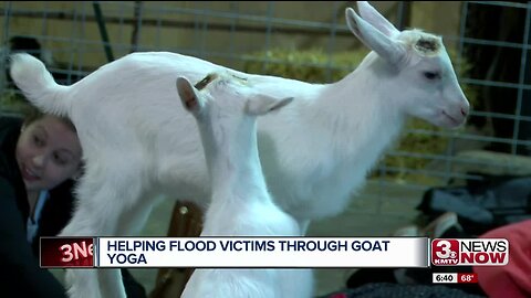 Goat Yoga Helping Flood Victims