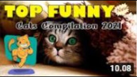 Cute Cats and Funny Dogs Videos Compilation 2021- Pets lover like you