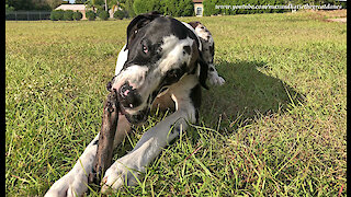 Great Dane Enjoys The Simple Joy Of Chewing On A Stick