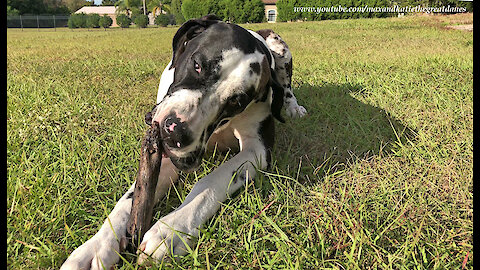 Great Dane Enjoys The Simple Joy Of Chewing On A Stick
