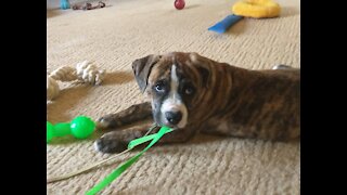 Hand Signals With An Alapaha Puppy: Here, Down, Sit and Stay With Distractions.