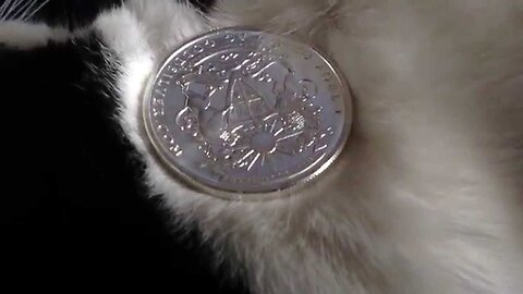 Soft Kitty And The Silver Pegasus