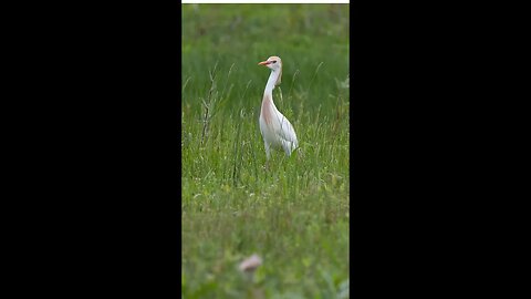 WILD Birding Photography Egrets, Spoonbills and more