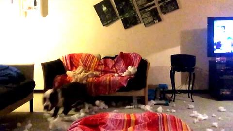 Overly excited dog makes mess in living room