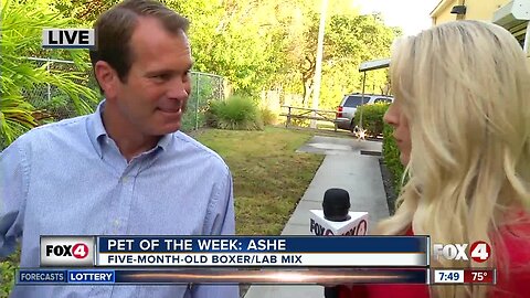 Pet of the Week: Ashe