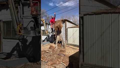 What it looks like to cut up a super rotten tree