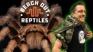 TARANTULA DELIVERY! I Bring Reach Out Reptiles a Pet Tarantula!