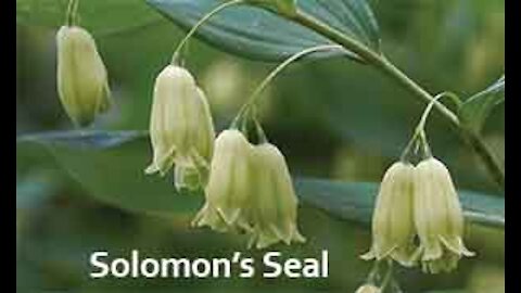 PFTTOT Part 141 Solomon's Seal