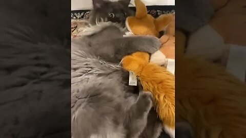 Cat playing with his toys #viral #pet