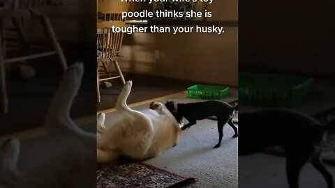 Toy Poodle vs Siberian Husky