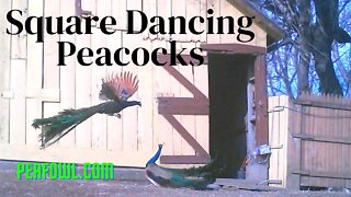 Square Dancing Peacocks, Peacock Minute, peafowl.com