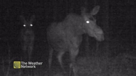 Momma moose and calf take a nighttime stroll past trail cam