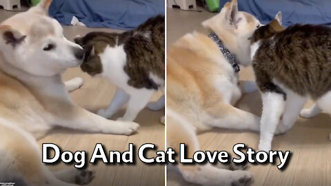 Cute Cat And Dog Love Relationship (Love Story)