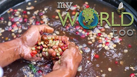 My World Too | S2 | Ep2 | Water Studies and Doña Fina Café