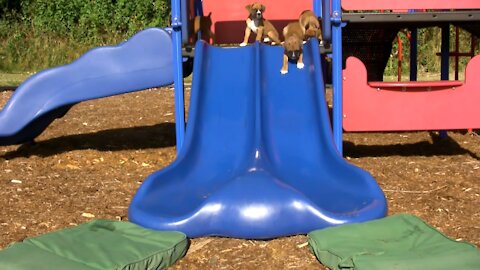 playful 6 Week Old Boxers Go Down on a Slide