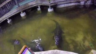 Man sings to calm down his crocodiles on New Year's Eve