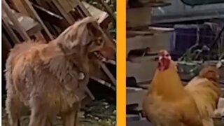 😆 Funny video 2021😆Rooster and doggo plays catch😉🏆