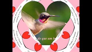 Seu amor é mais lindo do que um beija-flor [Frases e Poemas]