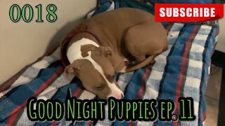 the[DOG]diaries [0018] Good Night Puppies - Episode 11 [#dogs #doggos #puppies]