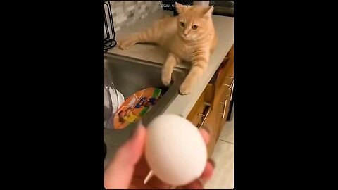 Funny cats 😂 episode 11
