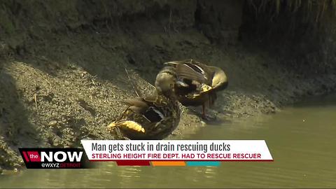 Firefighters rescue man who was trying to save ducklings from sewer