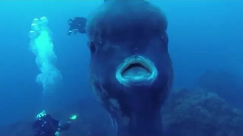 Divers encounter a giant Ocean Sunfish