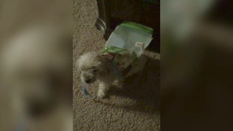 Funny Dog Makes A Mess And Gets Stuck In The Bag Of Treats