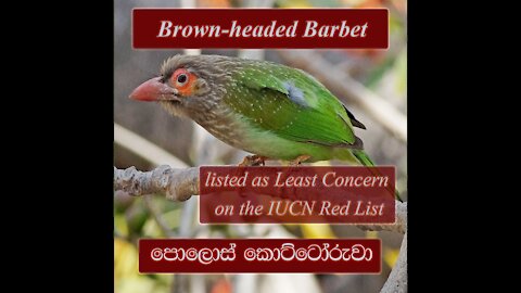 The Brown-Headed Barbet With Sound | Asian Barbet | Polos Kottoruwa