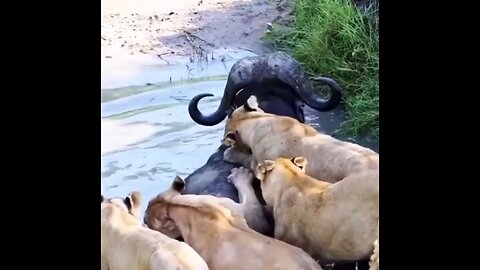 Lions vs buffalo
