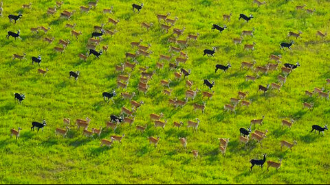 The Great Antelope Migration