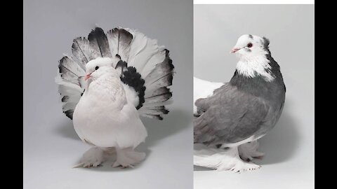 Beautiful fantail pigeon