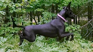 Great Dane Puppy Flawlessly Imitates A Hopping Bunny