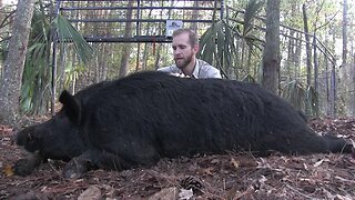 Biggest Boar I have EVER trapped!