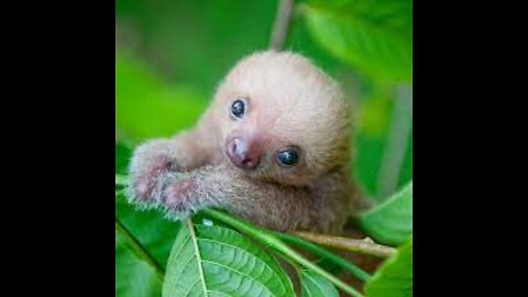 Baby Sloths Being Baby Sloths - Cutest Complication