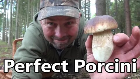 Another Incredible Porcini / Penny Bun / Cep / Boletus Edulis Mushroom Hunt UK