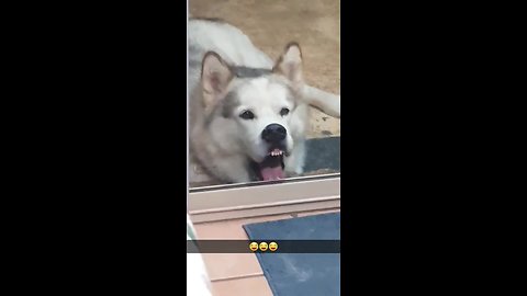 Goofy pup makes ridiculous faces against glass door