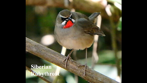 Siberian Rubythroat bird video