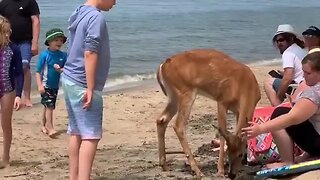 Deer encounter on Lake Michigan