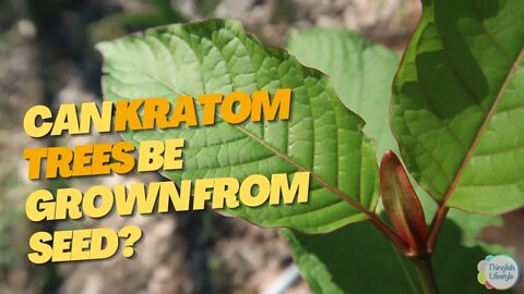 Can Kratom Trees Be Grown from Seed #kratom