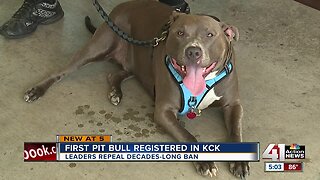 Pit bulls now being registered, adopted in KCK