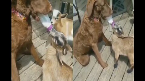 Dog feeding milk bottle to a baby goat