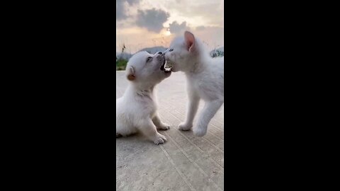 cute baby dog & cat playing , thank you for watching this video ❤