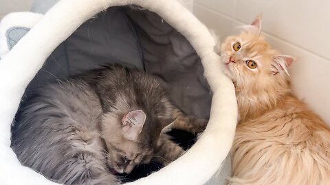 Dad Cat is Waiting for his Newborn Kittens to Arrive! [Cuteness Overload]