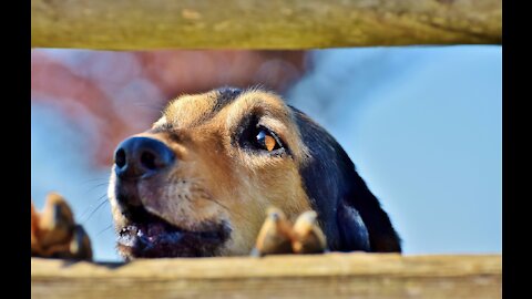 TOP 10 Dog Barking Videos compil' ♥ How It Sounds - Funny dogs