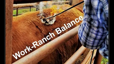 Work - Ranch BALANCE | Managing Responsibilities (In the Chute - Round 145)